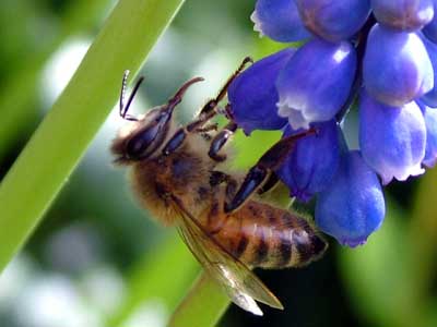 Dansk Honning foretager alle slags best&oslash;vningsopgaver