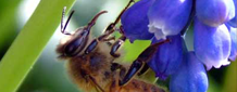 Blomsterbi fra Dansk Honning
